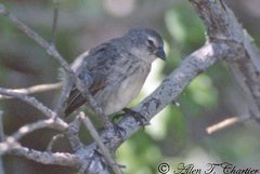 Camarhynchus heliobates