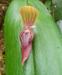 Pleurothallis linguifera