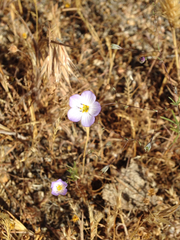 Leptosiphon liniflorus