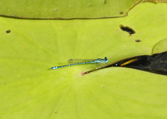 Austroagrion exclamationis