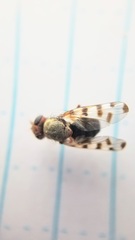Ceroxys
