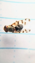 Ceroxys