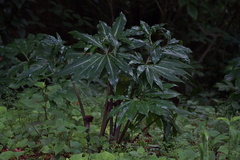 Arisaema thunbergii urashima