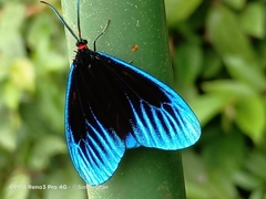 Pompelon marginata
