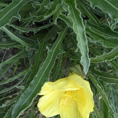 Oenothera howardii