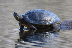 Trachemys scripta