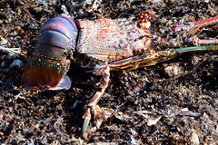 Panulirus laevicauda