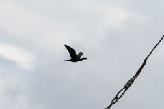 Nannopterum brasilianum