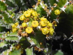 Euphorbia pseudocactus