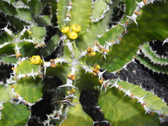 Euphorbia pseudocactus