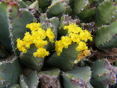 Euphorbia pseudocactus
