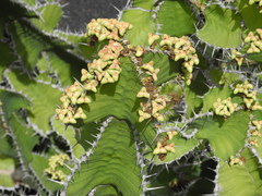 Euphorbia pseudocactus