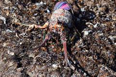 Panulirus laevicauda