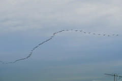 Nannopterum brasilianum