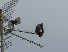 Rostrhamus sociabilis