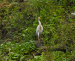 Bubulcus ibis