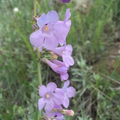 Penstemon secundiflorus