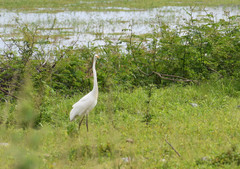 Ardea alba