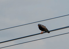 Rostrhamus sociabilis