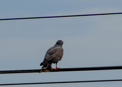 Rostrhamus sociabilis