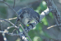 Camarhynchus heliobates