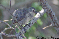 Camarhynchus heliobates