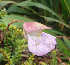 Utricularia unifolia