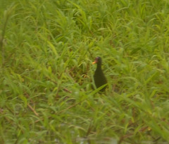 Jacana jacana