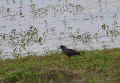 Rostrhamus sociabilis