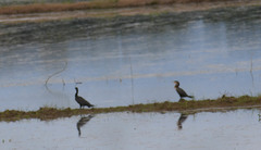 Nannopterum brasilianum