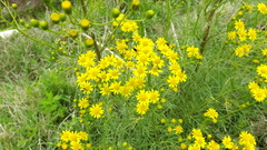 Senecio pampeanus