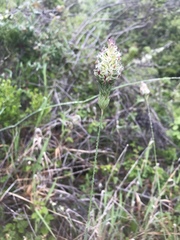 Phalaris californica