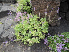 Lavandula pinnata