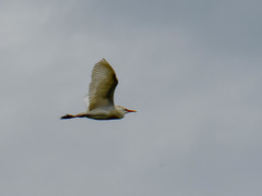 Bubulcus ibis