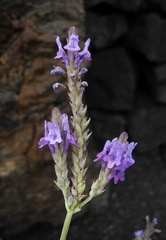 Lavandula pinnata