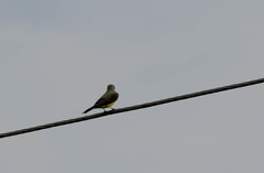 Tyrannus melancholicus