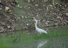 Ardea alba