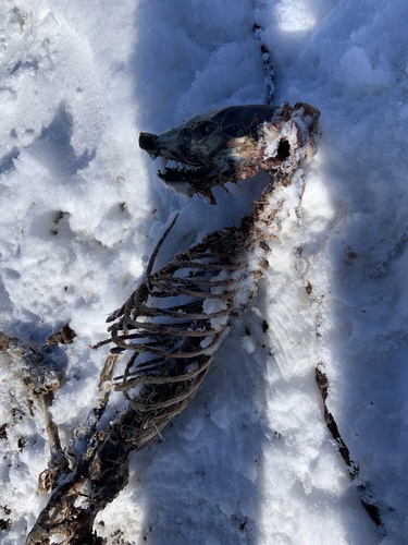 Common Raccoon photographed in Wyoming