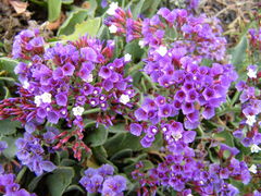 Limonium puberulum