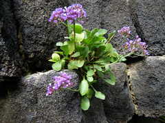 Limonium puberulum
