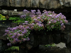 Limonium puberulum