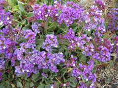 Limonium puberulum