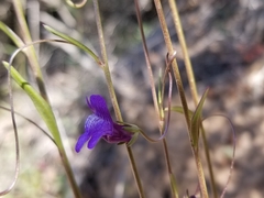 Neogaerrhinum strictum