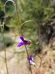 Neogaerrhinum strictum