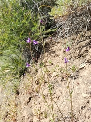 Neogaerrhinum strictum