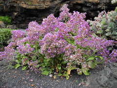 Limonium puberulum