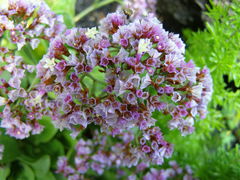 Limonium puberulum