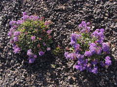 Limonium puberulum