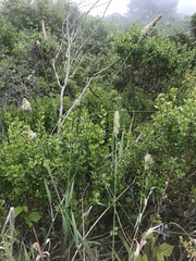 Phalaris californica