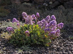 Limonium puberulum